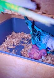 quş yuvası: Vistifka çex satıram altında 2 balası bir də 2 dolu yumurtası var — 6