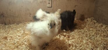 Inəklər, öküzlər: Toyuq cücələri, Damazlıq — 9