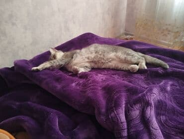 art tekstil: Rəng - Bənövşəyi Mikrofiber Pled — 2