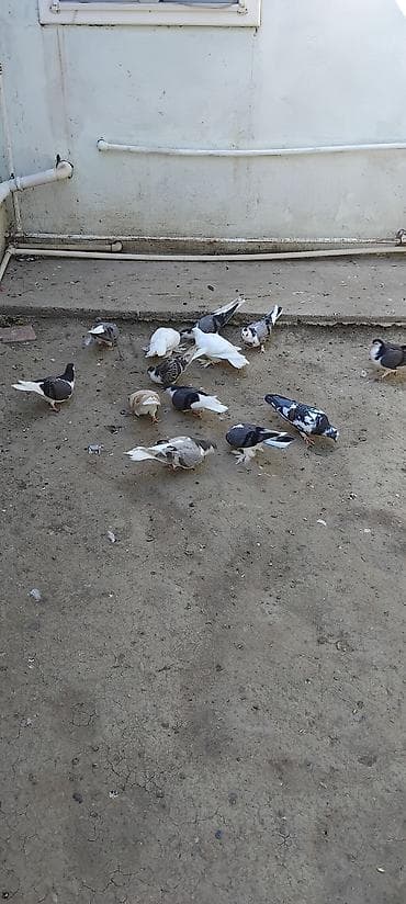 Quşlar: 13 eded goyercin balalrdi icersi de delfinde var startda var sağlam — 6