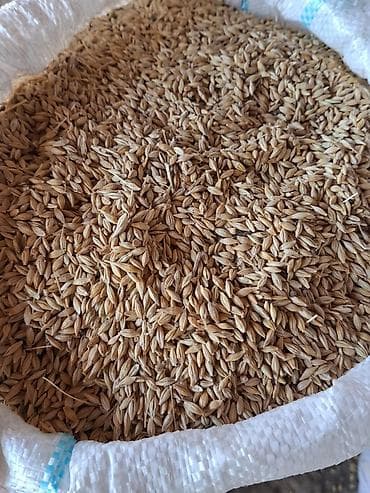 Arpa hazır muşuğda təmiz arpadır 5 Tonn qiyməti 45 qəpik lalafo.az -da Arpa hazır muşuğda təmiz arpadır 5 Tonn qiyməti 45 qəpik