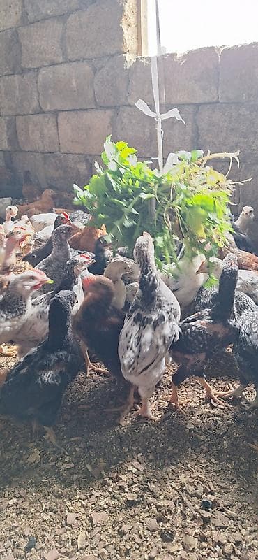 Cücələr: Toyuq cücələri, Damazlıq — 10