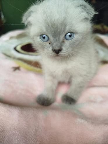 pisiyler: Şotland yastı qulaq — 1