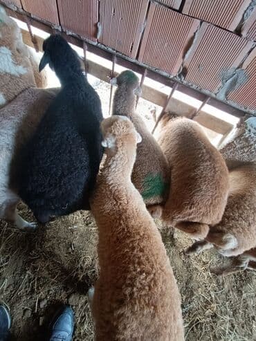 cins ineklerin qiymeti: Salam aleyküm ünvanımz binə atclk qiymet 200 den başdıyır 280 kimi — 6