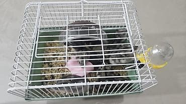 serebrist cuce satisi: Xamyak satilir — 1