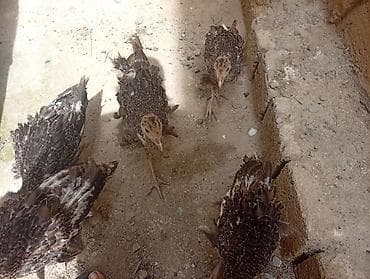 qus nomreleri: Məhsul: Gənc hinduşkalar 7 dənədir tam sağlam hamsını alana endirim — 3
