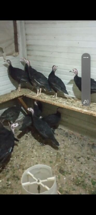 azerbaycan it adlari: Dişi, Amerika, Ətlik, Ünvandan götürmə, Ödənişli çatdırılma — 3