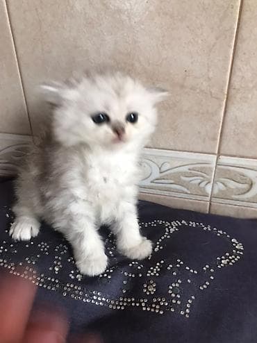 Şinşilla lalafo.az -da Şinşilla