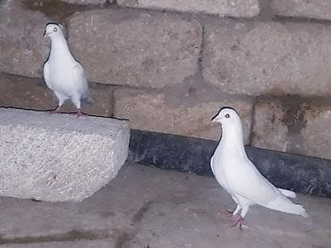 göyerçin yuvası: 20 gun olar binanın üsde QALİR. qalxır toz kimi batır yerin tapmır — 3