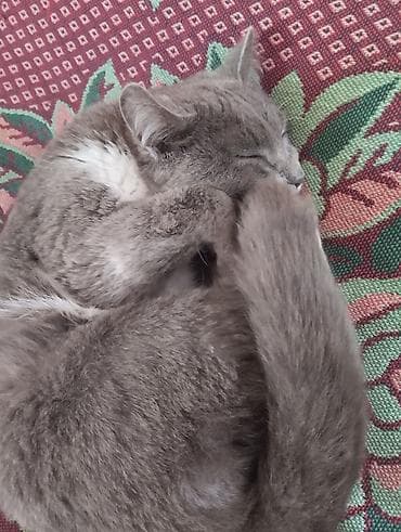 tap. az itler: Dişi, Yaxşı əllərə, Ünvandan götürmə — 3