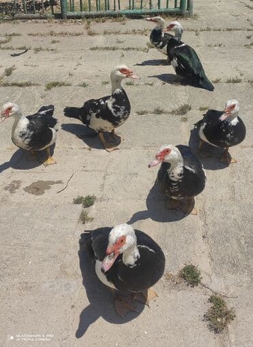 mirvari ördək: Dişi, | Lal ördək, Yumurtalıq — 1