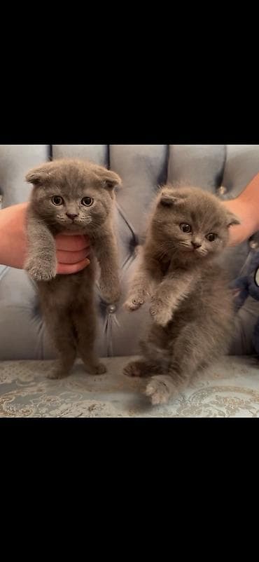 top az itler: Şinşilla, Dişi — 3