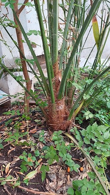 agac satiram: Xurma palmı – dekorativ bağ bitkisi - Növ: Xurma palmı (Phoenix spp.) — 3