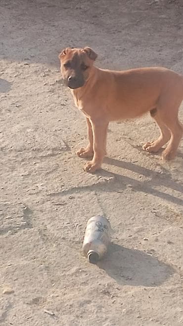 heyvanlar meymun: Pitbul, 3 ay, Erkek — 8