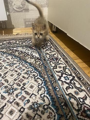 pişik satışı lalafo: Qızıl şinşilla, Erkək — 2