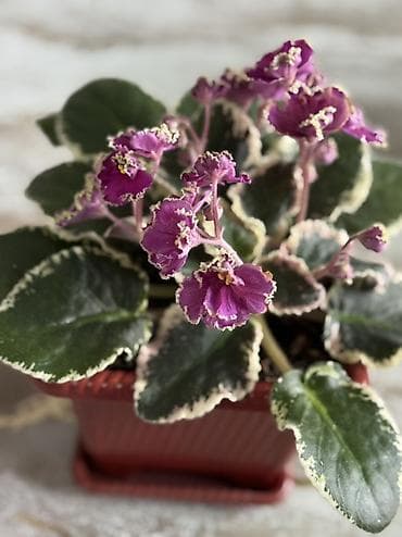 Afrika bənövşəsi (Saintpaulia) – variegatlı yarpaqlı və