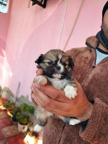 avcarka itləri: Pekines — 6