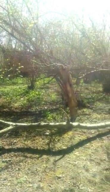 baki hovuzlu evler: 35 sot, Makler, Bələdiyyə — 4