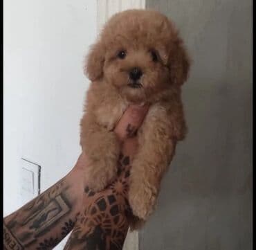 pişiklər ucuz: Pudel — 1