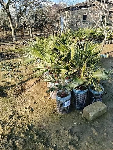 palma gul: PALMA❗️ - Növ: dekorativ xurma/palma (bağ, həyət və landşaft üçün). - — 3