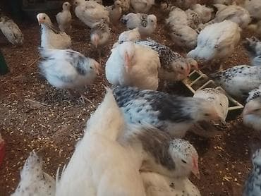 it bazari 2023: Toyuq cücələri, Damazlıq — 3