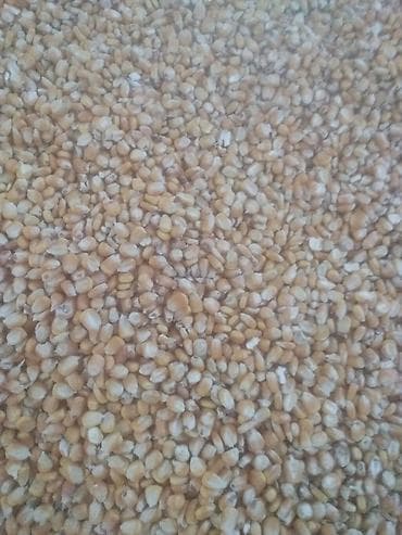 Məhsul: Quru qarğıdalı dənləri - Təbii, sarı rəngli qarğıdalı dənləri