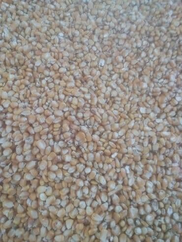 Бараны, овцы: Məhsul: Quru qarğıdalı dənləri - Təbii, sarı rəngli qarğıdalı dənləri — 1