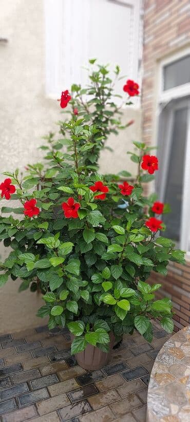 qırmızı gül şəkilləri: Qırmızı Hibiskus (Çin qızılgülü) – iri dibçəkdə, bol çiçəkli dekorativ — 6