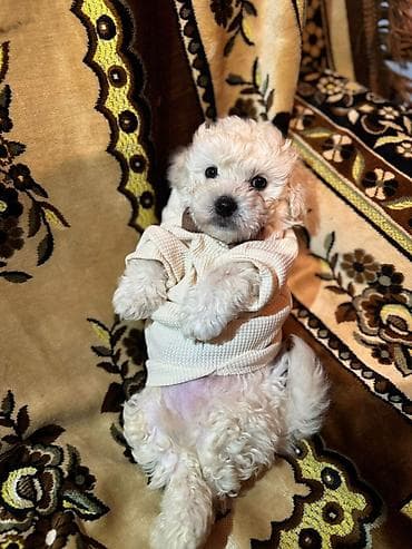 sirin it sekilleri: Balaca dekorativ it balaları – yüngül tüklü, qıvrım/şalvar tüklü — 5