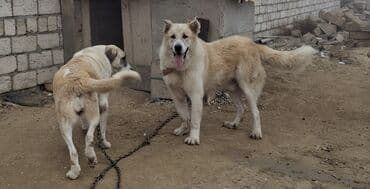 qafqaz coban iti satisi: Alabay — 4