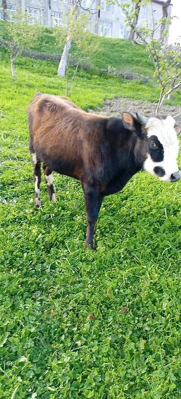 bakida cins ineklerin satisi: Tam sağlam erkey dana — 2