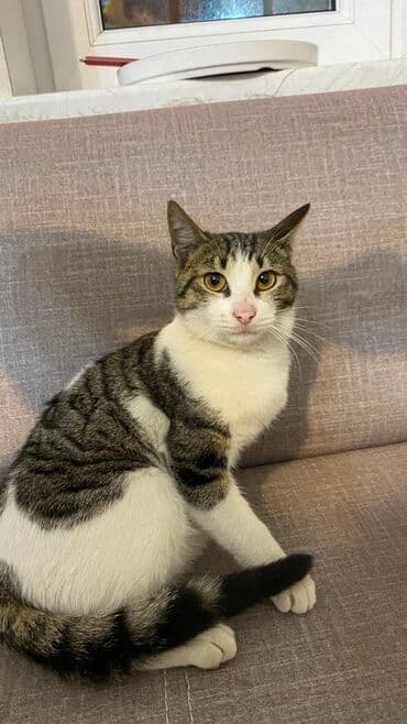 ev itiləri: Tabbi, Yaxşı əllərə — 2