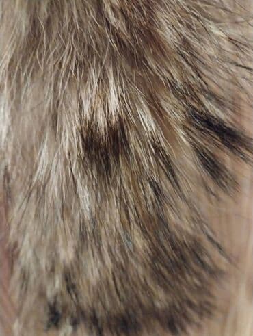 шуба из овчины азербайджанская: Натуральный мех для воротника — 4