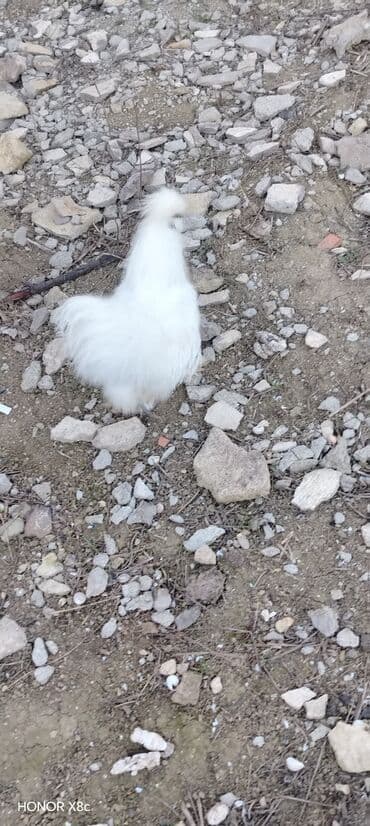Məhsul: Ağ İpək toyuq (Silkie) – dekorativ cins Xüsusiyyətlər: -