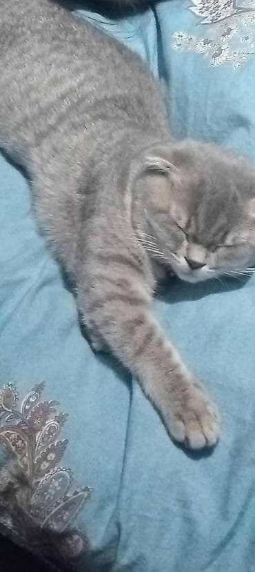 ucuz pisik satisi: Şotland — 4