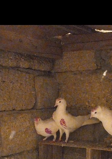 qəfəs quş: Salam hazir cutuduler erkey 12 tukdu maya14 tukdu ucuşlarda var — 2