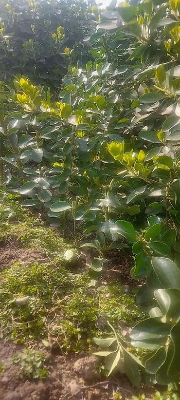 Buket güllər: Pitosporum (Pittosporum tobira) dekorativ kol – canlı çit və landşaft — 2