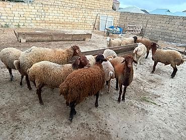 keçi balası: Dişi, il: 1, 40 kq, Damazlıq, Südlük, Ətlik, Ünvandan götürmə — 5
