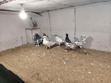 tilov baliq: 8 dene ebreşdi — 3