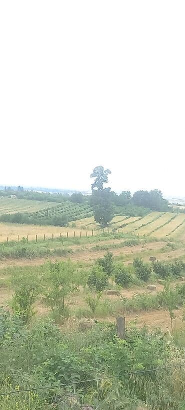 mağaza üçün yer icarəyə götürürəm: Ünvan: Qusar şəhəri Ləyər kəndi (ləzgi ləyər) 1hk 68 sot bağ yeri — 3