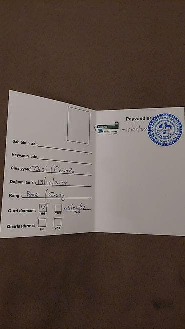 2 ayliq cuceler: Britan, Dişi, Yaxşı əllərə, Ödənişli çatdırılma — 7