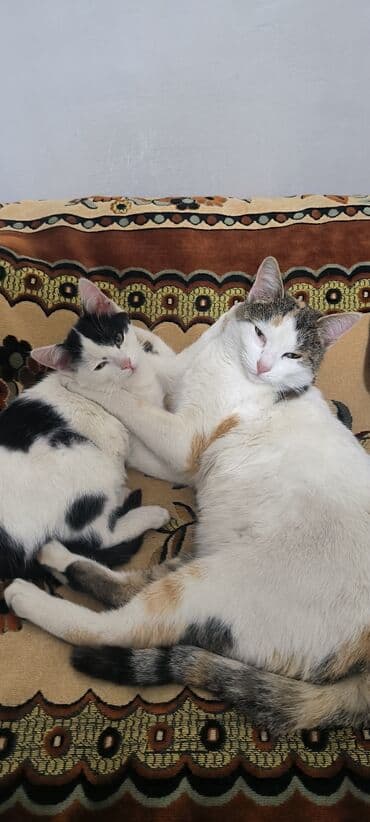 ucuz pisik satisi: Erkək, Yaxşı əllərə — 5