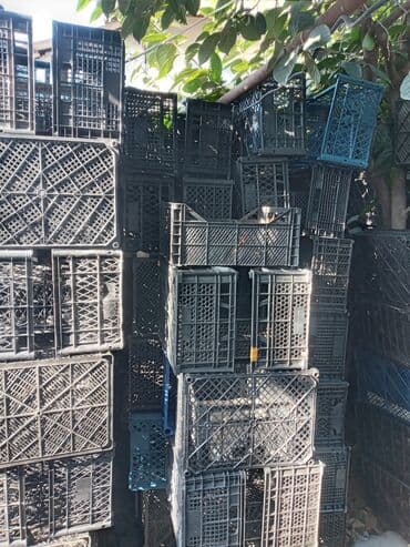 Satilir plastiq Limon yeşikleri qiymeti 40 qepik kime lazimdirsa lalafo.az -da Satilir plastiq Limon yeşikleri qiymeti 40 qepik kime lazimdirsa