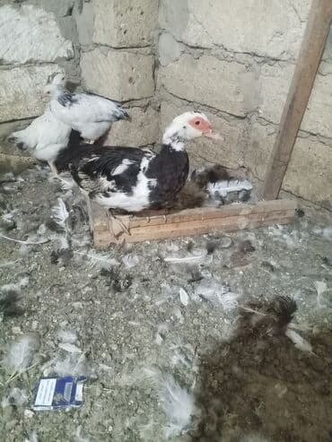 ördək cücəsi: Dişi, | Lal ördək, Yumurtalıq, Ünvandan götürmə — 1