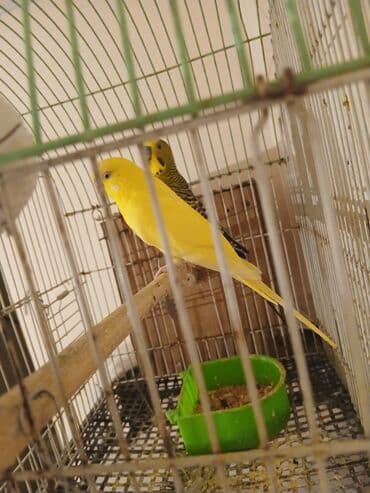 Digər heyvanlar: Tam sağlam quşlar — 1