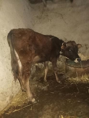 heyvan bazari keci: 6 aylqdi riyalı alci zengin vursun hevan celilabada 1470 deylir — 2