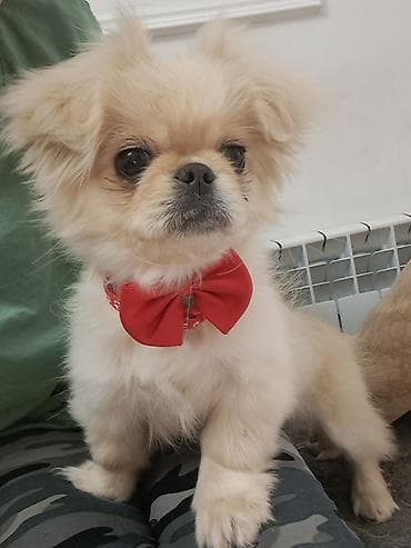 suda yaşayan heyvanlar: Pekines — 1