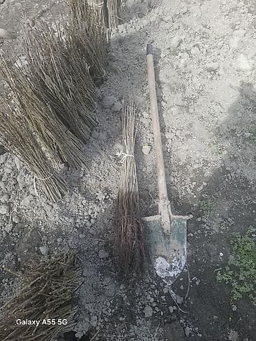 heserat yeyen bitki: Məhsul: Açıq köklü meyvə ağacı tingləri (şitillər) Təsvir: - Açıq — 2