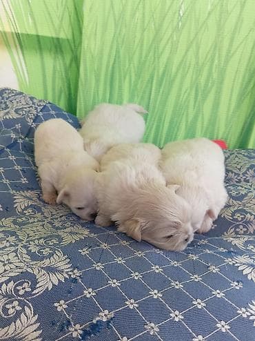 dişi xaski: Pekines, 1 ay, Dişi, Ödənişli çatdırılma — 7