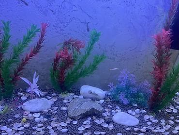 heyvalar: Akvarium-şkaf, Balıqlarla birlikdə, 90 l, Ödənişli çatdırılma, Ünvandan götürmə — 5